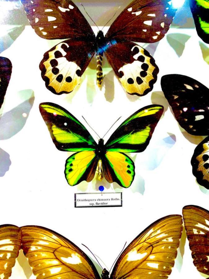 Villa Butterfly Budapest Esterno foto